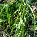 Crinum × powellii Leaf