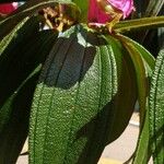 Tibouchina mutabilis Folio