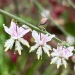 Arthropodium