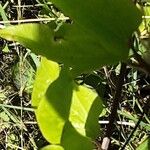 Clematis recta Likasa