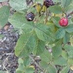 Rosa tomentosa Blad