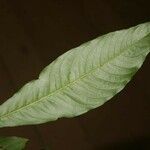 Quiina guianensis Leaf