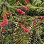 Epacris impressa Flor