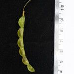 Phyllodium elegans その他の提案