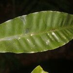 Elvasia elvasioides Leaf