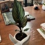 Calathea sanderiana Hoja