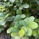Sideroxylon borbonicum Yaprak