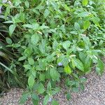 Impatiens arguta Hábito