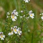 Euphrasia officinalis Blüte