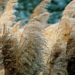 Phragmites australis Frucht