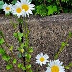 Leucanthemum ircutianum Листок