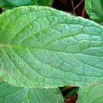 Pentaglottis sempervirens Leaf