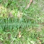 Polystichum x bicknellii その他の提案