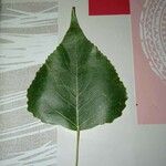 Populus nigra 葉