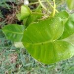 Philodendron burle-marxii Leaf