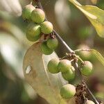 Ziziphus mauritiana Fruit