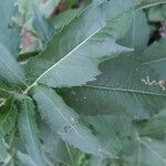 Cephalaria alpina Folha