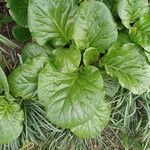 Bergenia crassifolia Leaf