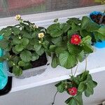 Fragaria × ananassa Λουλούδι