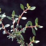 Thymus nitens Habit