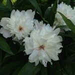 Paeonia officinalis 花