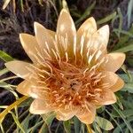 Protea repens 花