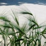 Hordeum vulgare Blad