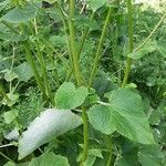 Pericallis appendiculata Leaf