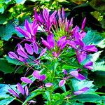 Cleome spinosa Fleur