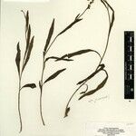 Amasonia angustifolia