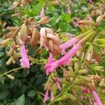 Salvia involucrata Flor