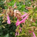 Salvia involucrata Fleur