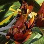 Phormium tenax Flower