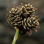 Carex parviflora Fruit