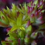 Sedum × rubrotinctum Blüte