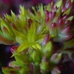 Sedum × rubrotinctum Blomma