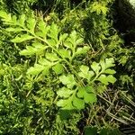 Asplenium cuneifolium Feuille