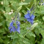 Veronica austriaca Flower