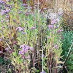 Aster tataricus Hábitos