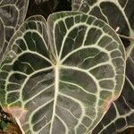 Anthurium clarinervium Leaf