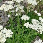 Achillea lingulata Hábito
