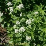 Cardamine asarifolia 整株植物