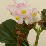 Begonia hirtellaFiore