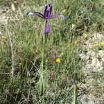 Iris reichenbachiana Habitatea