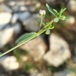 Minuartia geniculata Folha