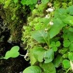 Pyrola minor Habitus