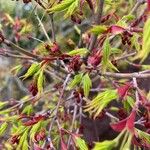 Acer circinatum Blomma