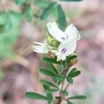 Lespedeza cuneata Flower