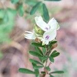 Lespedeza cuneata 花