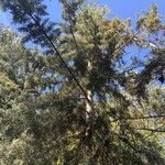 Pinus lambertiana Hábito